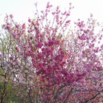 sakura