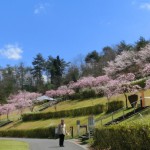 陶芸の森－桜