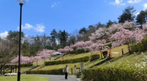 陶芸の森－桜