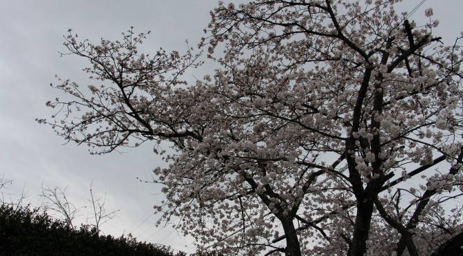 桜