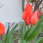 チュウリップ
