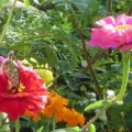 蜜を吸う