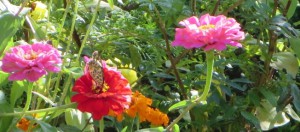 蜜を吸う